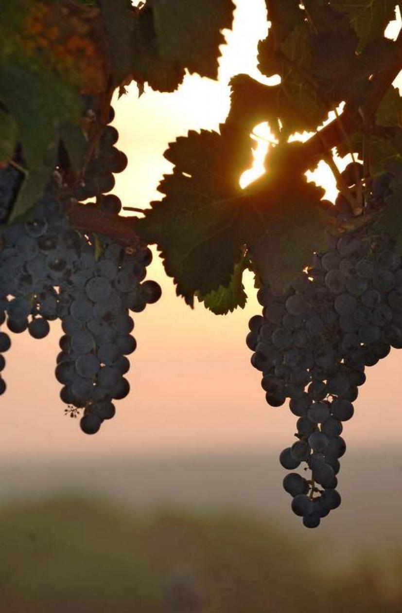 Виноград Молдавия Молдавия виноград